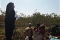 برنامه بازدید از کارگاه های کشاورزی و ترمینال های ضبط پسته شهرستان راور