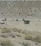 انتقال بیمار قلبی از کوه های تنگل شهرستان راور توسط اورژانس هوایی به بیمارستان افضلی پور کرمان