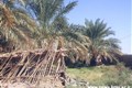 اردوی جهادی - ریگان