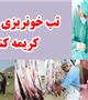 آنچه باید در مورد ویروس تب خون ریزی دهنده کریمه کنگو بدانیم